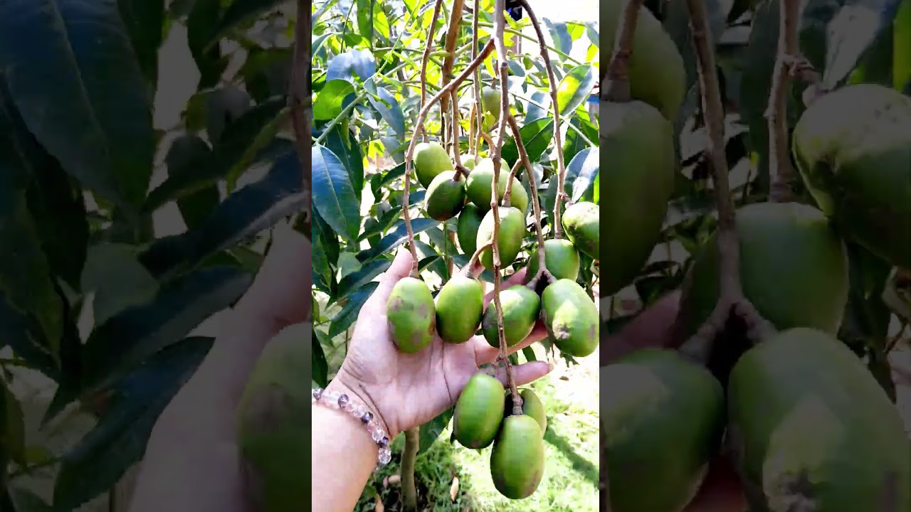 pohon dondong mini ku #dondongmini #kebunbuah