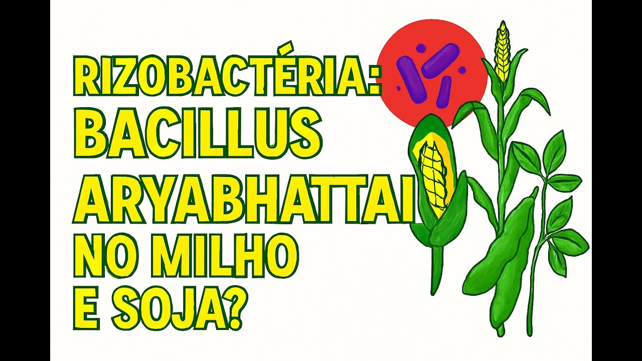 RizoBactéria: bacillus aryabhattai no Milho e Soja?
