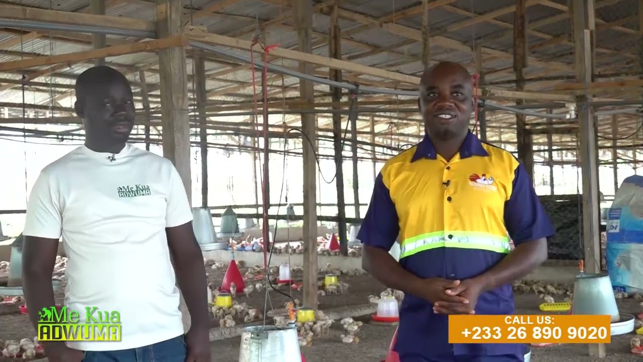 STRATEGIES FOR EFFECTIVE POULTRY FARMING
