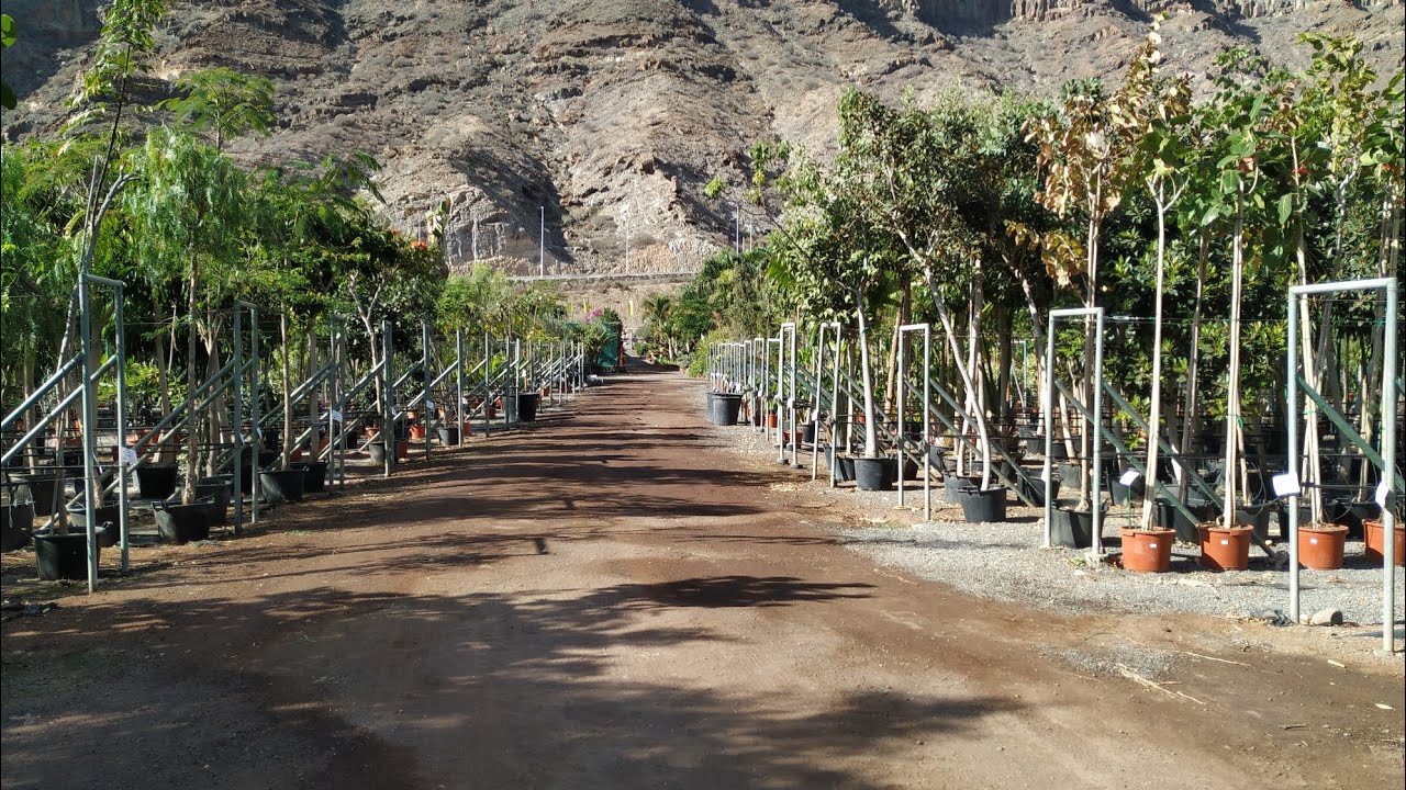 Viveros Mogan Gran Canaria - great subtropical nursery