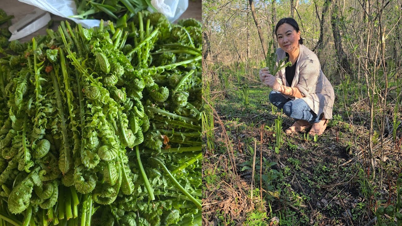 Mus de kaus suab los kib noj nawb/zaub hmoob toj siab/picking some Fresh Vegetables in the backyard