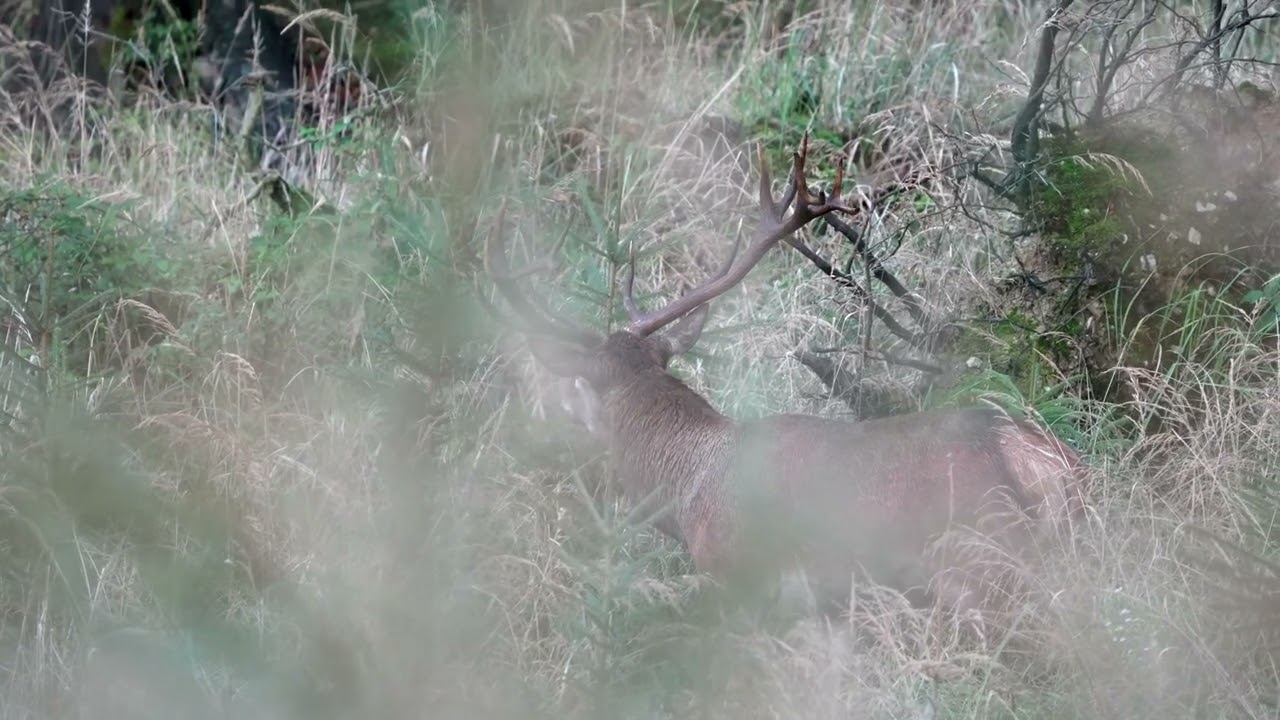 Jelenia ruja 2025 🦌 