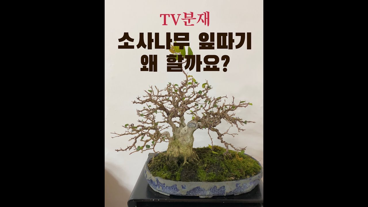 [TV분재] 소사나무 잎따기 왜 해야할까요?