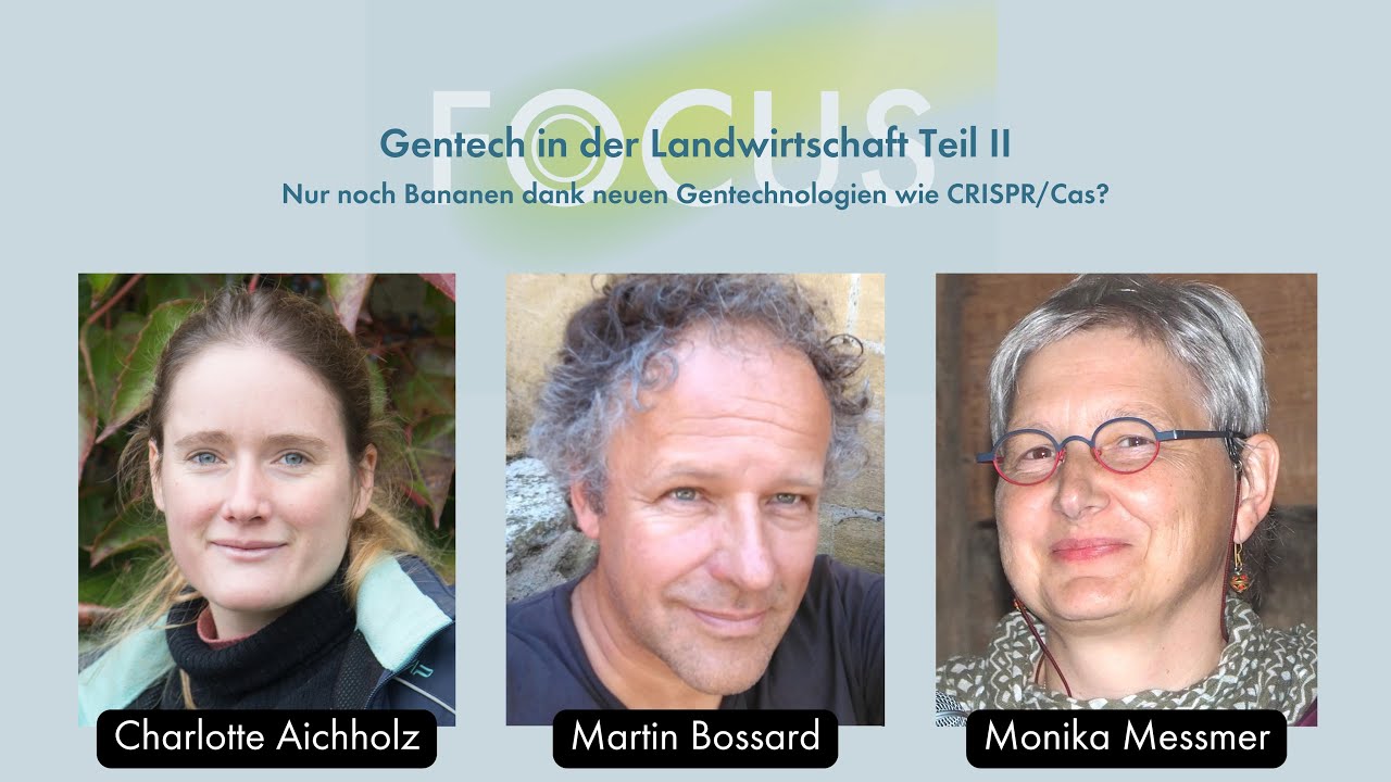 FiBL Focus 35: Gentech in der Landwirtschaft Teil II &ndash; Nur noch Bananen dank neuen Gentechnologien?