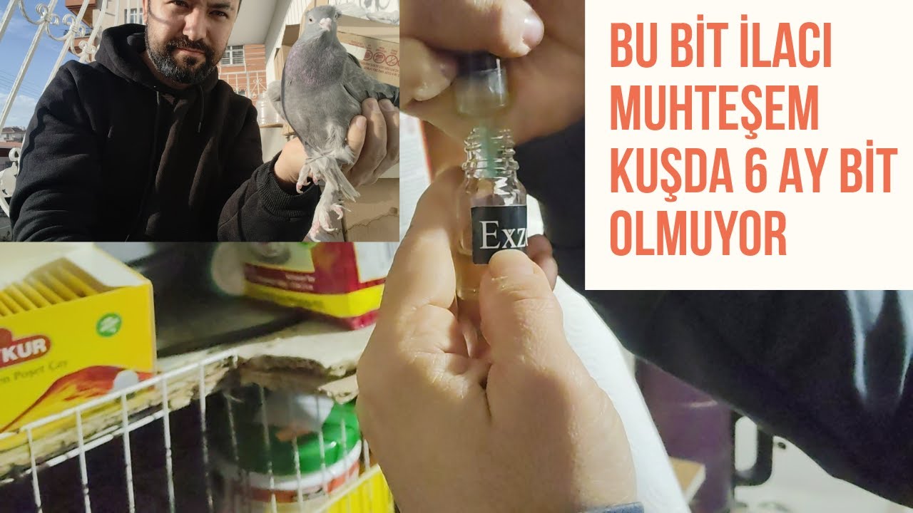 EXOLT BİT İLACI VE GÜVERCİN UÇUM VİDEOSU SİZLERLE KAYBETTİĞİM YAVRUYU BULDUM