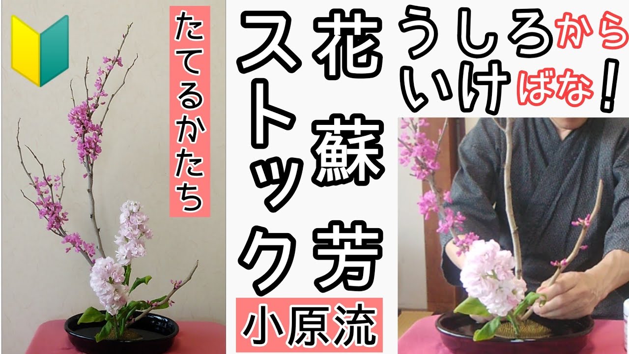 🔰いけばな小原流　花意匠たてるかたち　花蘇芳　ハナズオウ　ストック　うしろからのいけばな　うしろいけやってみました　始めよういけばな　レッスン！