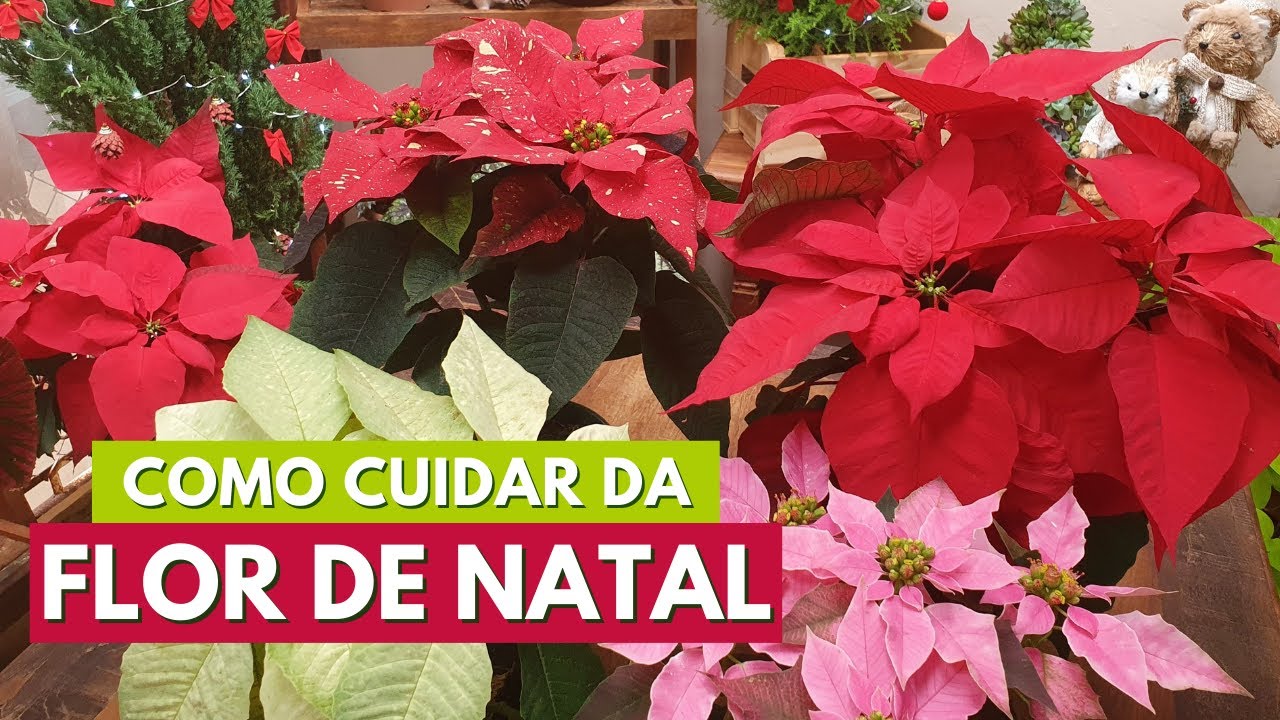 COMO CUIDAR DE POINSETTIA, BICO DE PAPAGAIO OU FLOR DE NATAL. CANAL MEU QUINTAL #poinsettia #natal