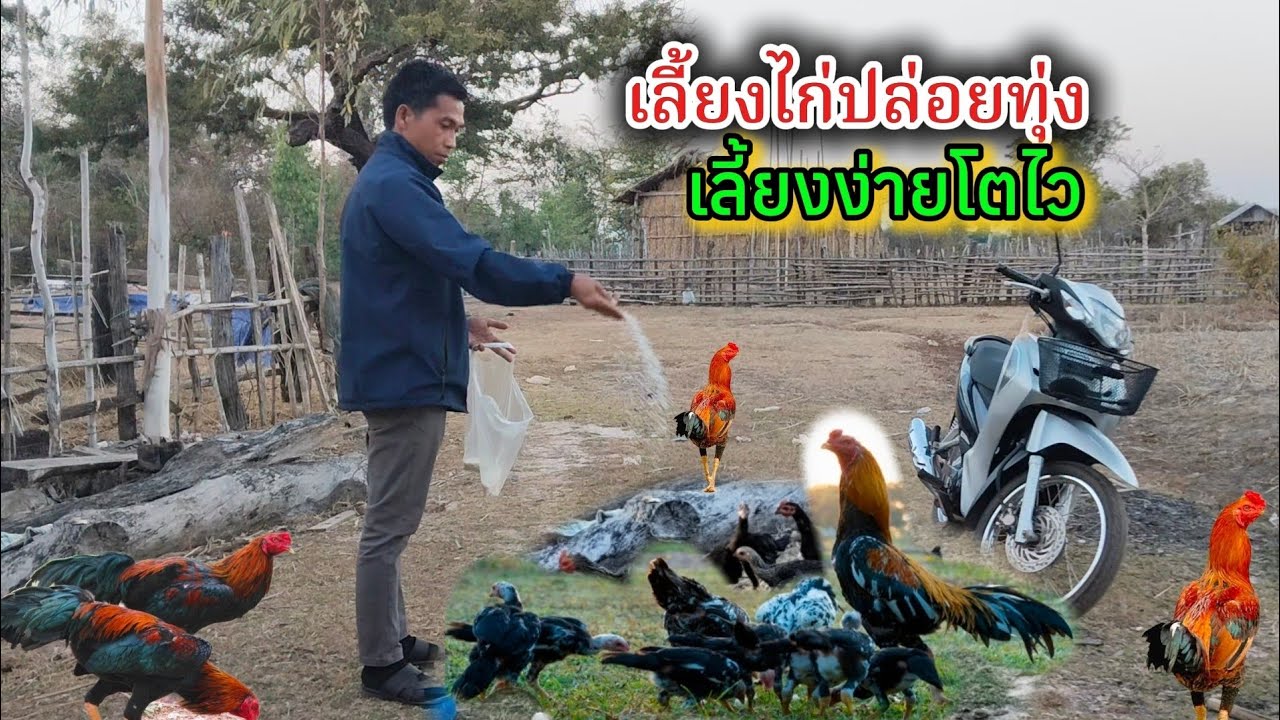 เลี้ยงไก่ปล่อยตามทุ่งนาหากินเองมีแต่ตัวอ้วนๆ