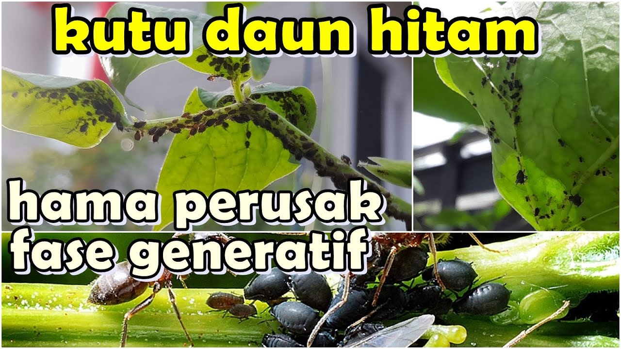 CARA INI PALING EFEKTIF MENGENDALIKAN HAMA KUTU DAUN PADA TANAMAN KACANG PANJANG.