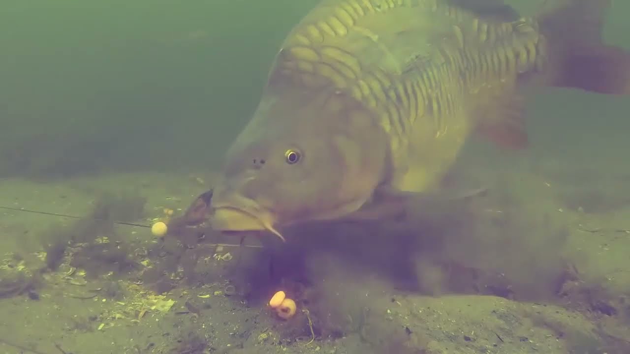 #3 UNDERWATER CARP VIDEOS - Le mangiate delle carpe sulle esche (Carp eat our bait)