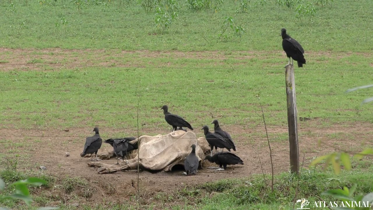 Buitre Negro en 4K - Black Vulture 4K