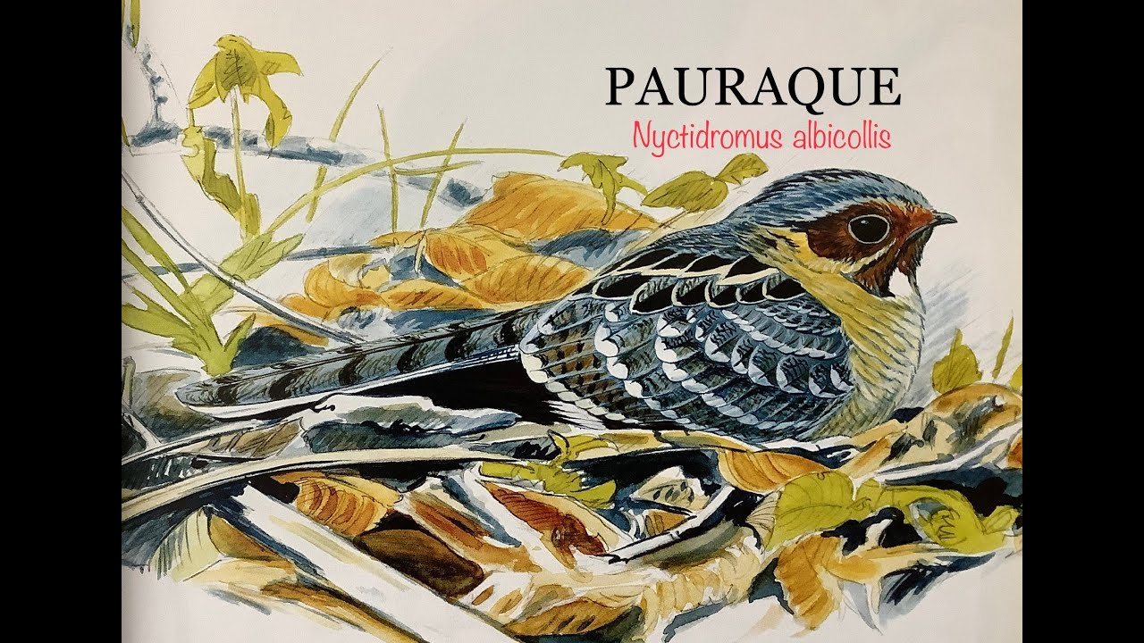 PAURAQUE (Nyctidromus albicollis) Bird Song