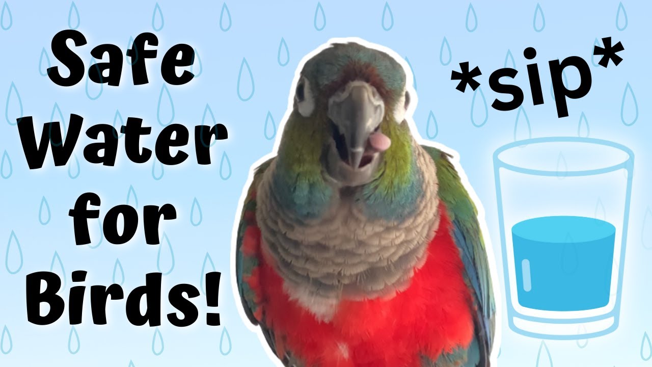 Safe Water for Pet Birds! | BirdNerdSophie