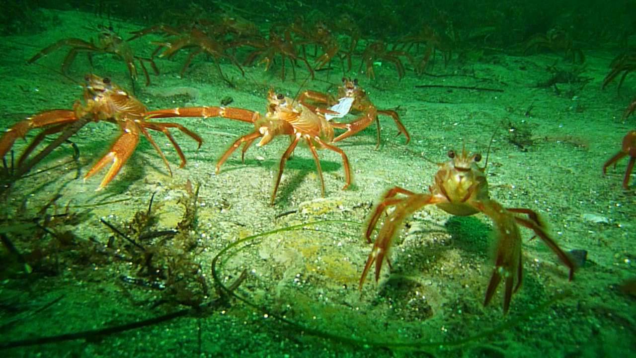 Attack of the tuna crabs (Pleuroncodes planipes)