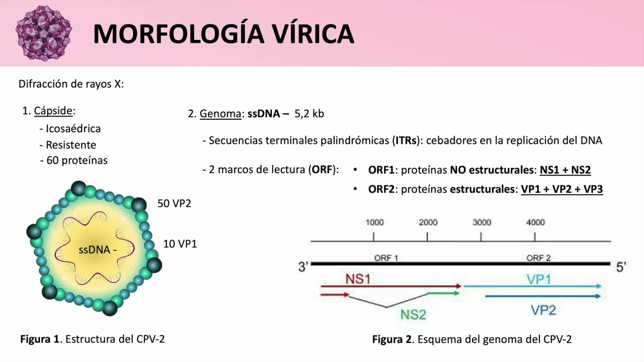 Parvovirus canino