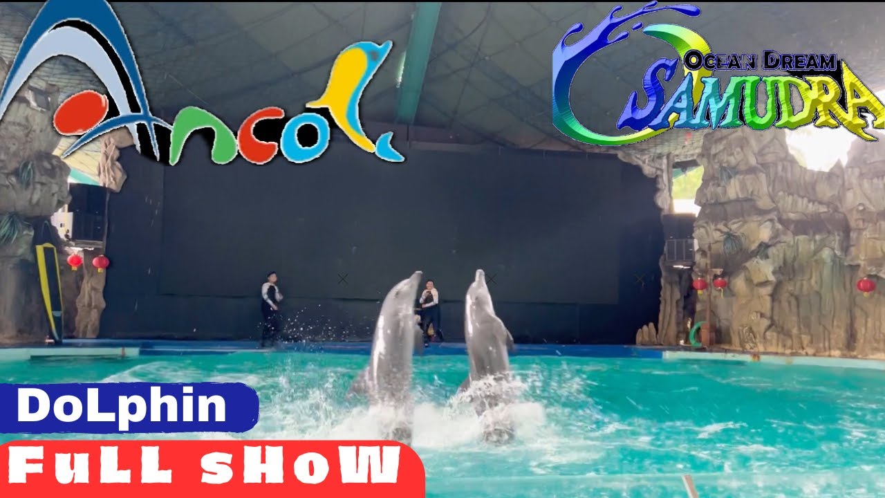 PERTUNJUKAN LUMBA LUMBA (HD) Di ANCOL ‼️terbaru 2024‼️Dolphin Full Show at Ancol Jakarta