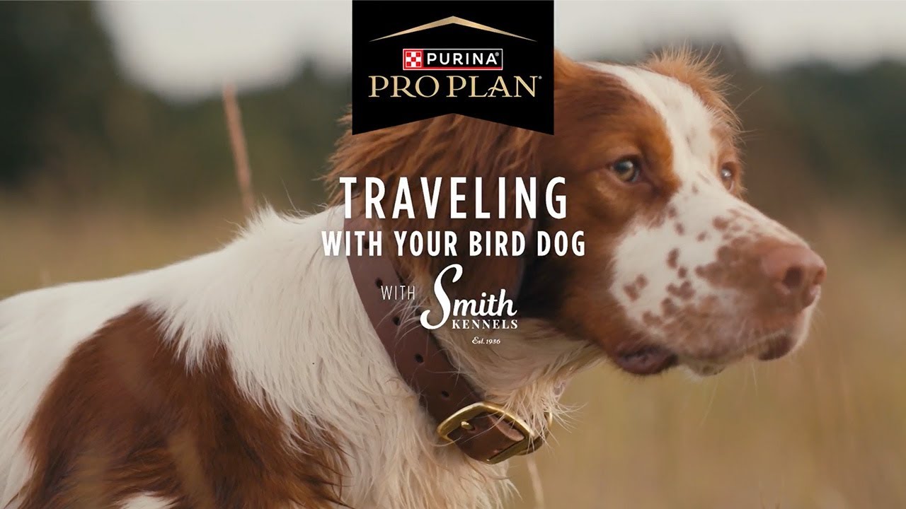 Smith Kennel Training: Traveling with Your Bird Dog