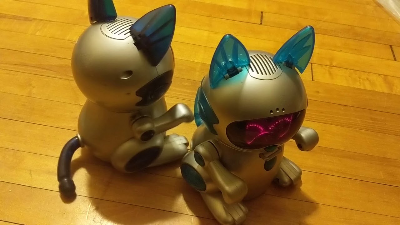 US and Japanese Meow Chi Comparison