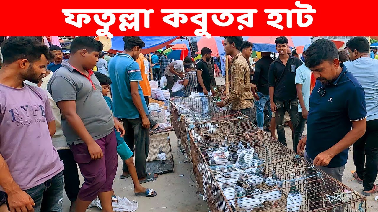 ফতুল্লা কবুতর হাট || today kobutor hat 2025 || pigeon market in bangladesh || fotulla kobutor hat