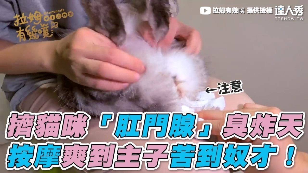 【擠貓咪「肛門腺」臭炸天 按摩爽到主子苦到奴才！】