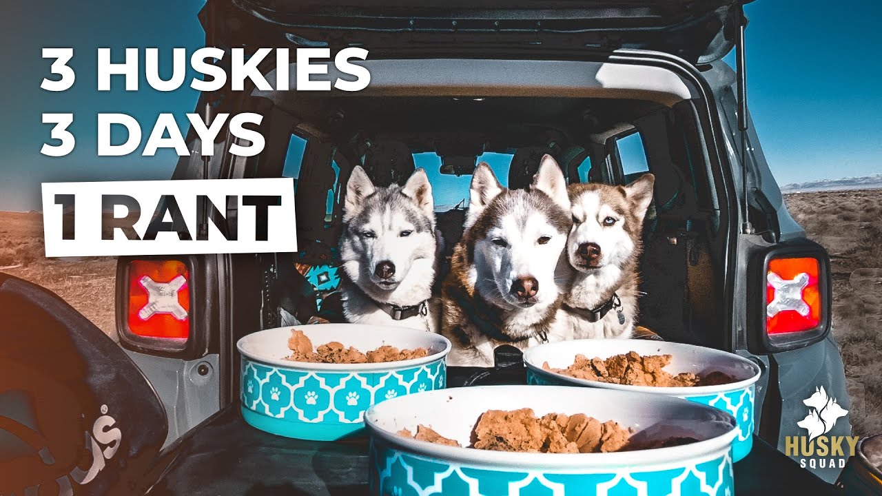 Road Trip With My Dogs + Raw Food Husky Vlog
