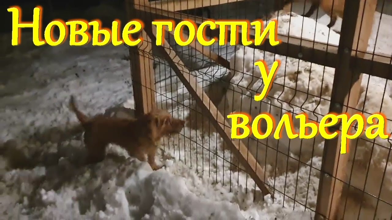 Алиса лиса. Реакция лис на новых гостей у вольера.
