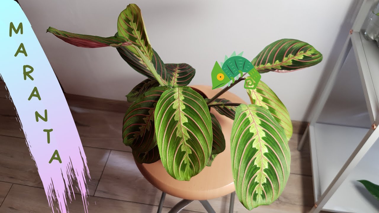 Maranta