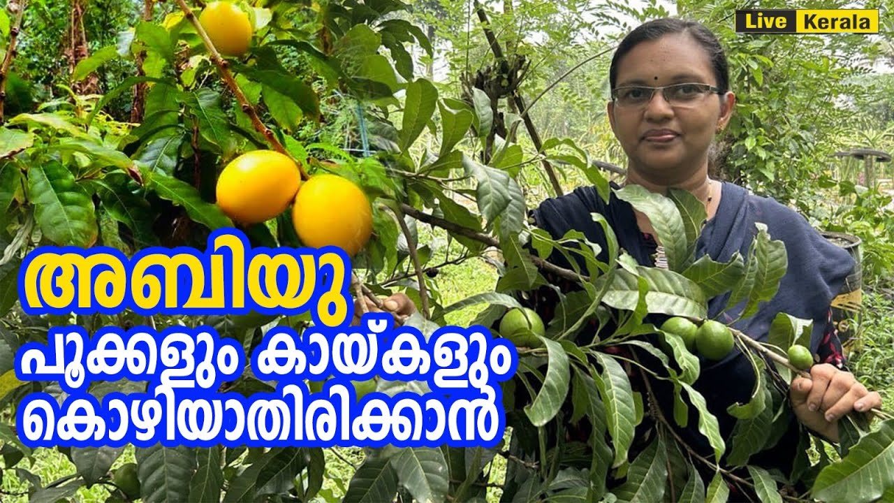 Abiu - പൂക്കളും കായ്കളും കൊഴിയാതിരിക്കാൻ | Abiu fruit cultivation kerala