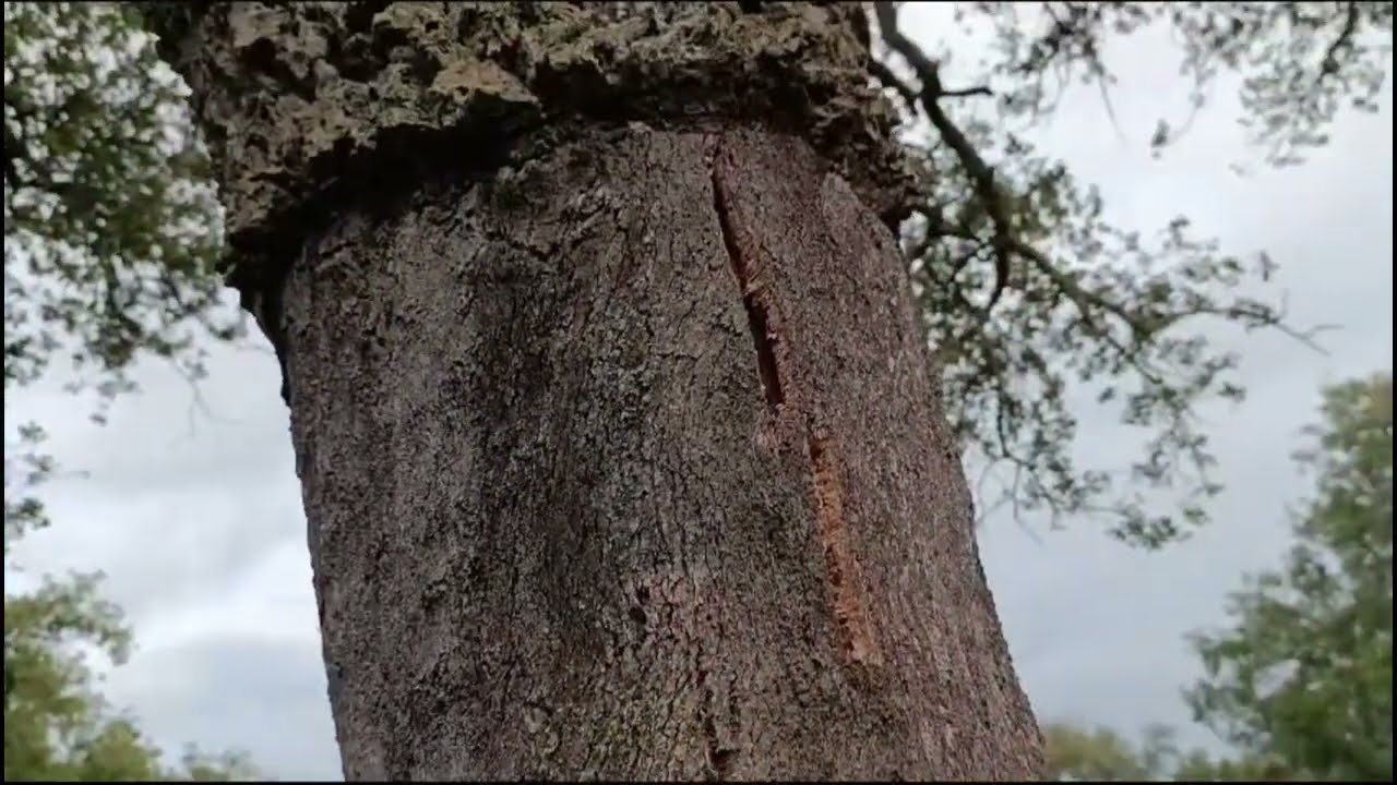 TIPOS de CORCHO de QUERCUS SUBER (ALCORNOQUE)
