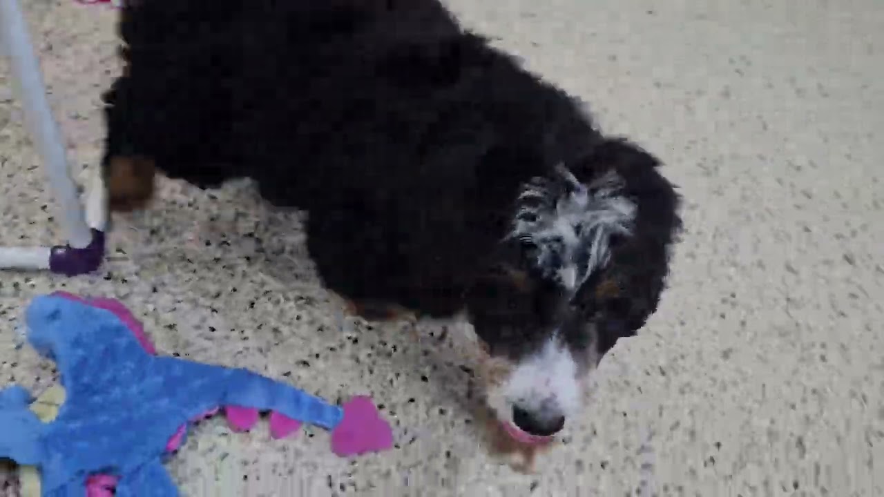 Cute Puppy Video Toby Mini Bernedoodle Puppy woodlotcompanions 