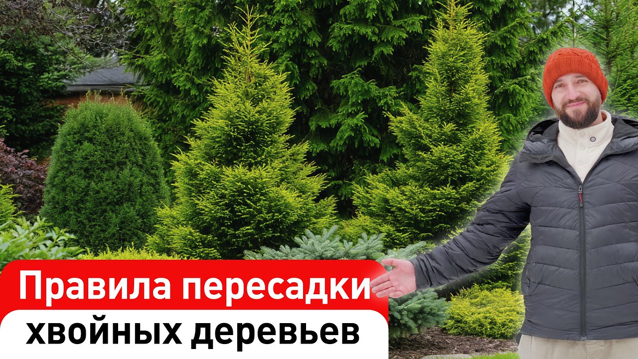 Как пересадить хвойные без ошибок и спасти дерево! #ДенисСафронов #СадовыйЭксперт