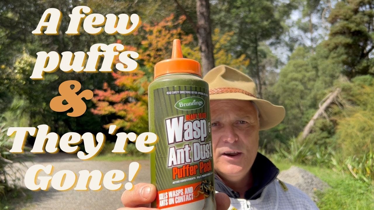 Wasps: How to kill wasp a nest.