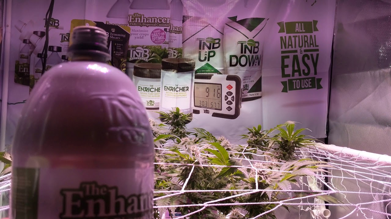 TNB NATURALS ENHANCER! quick REFILL!  Sponsored Grower