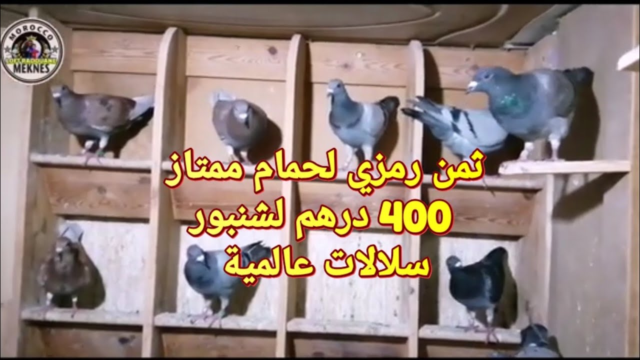 توليعة رائعة عند البطل شاكر في حمام تخصص السرعة ونصف الطويل الثمن رمزي فقط 400 درهم لشنبور