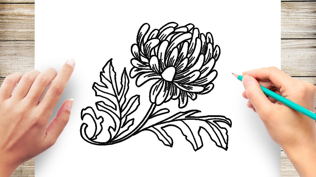 How To Draw Autumn Chrysanthemum Step by Step