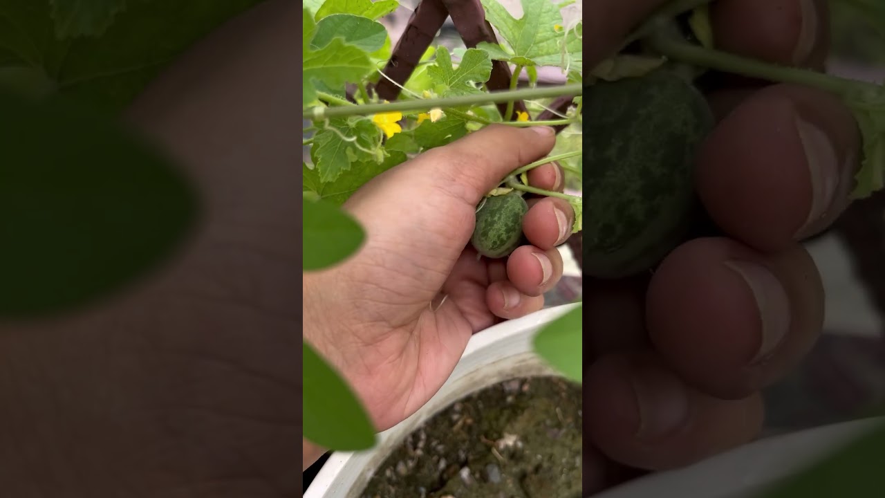 Bud to mini watermelon fruit 🍉 #shorts #transition #yt #nature #gardening