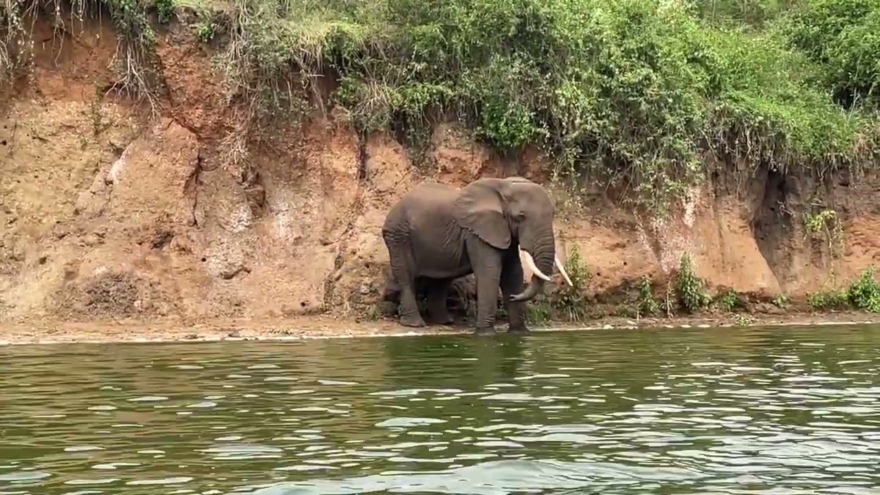 Kazinga channel; Uganda: Stunning sightings and its only pink hippo