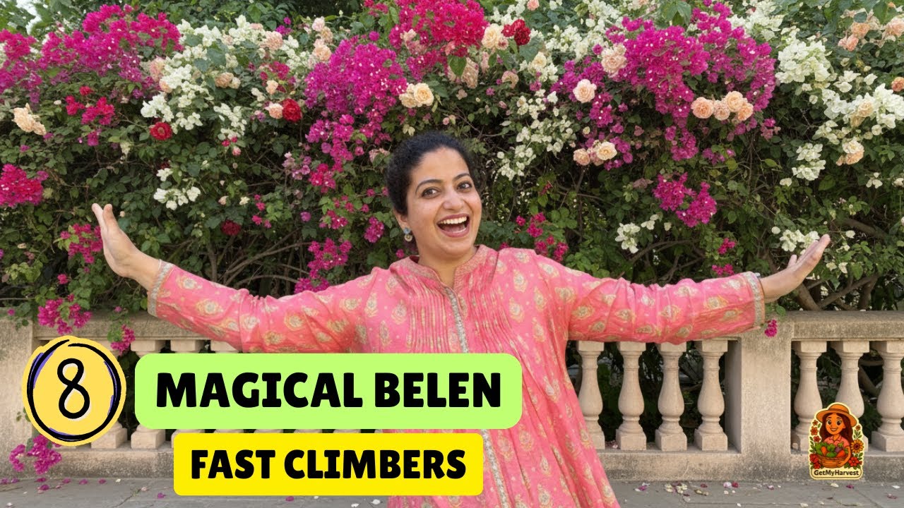 8 MAGICAL Fuldaar Belen for Terrace | 8 FAST-GROWING Flowering Climbers to Cover Your Wall