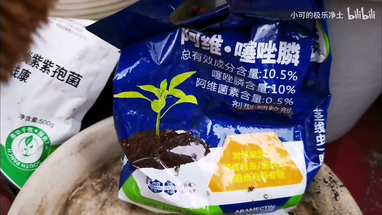 线虫受损，5个对策。治疗根结线虫导致的月季根瘤办法