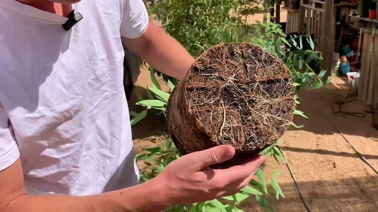 למה לגזום שורשים? סרטון המחשה