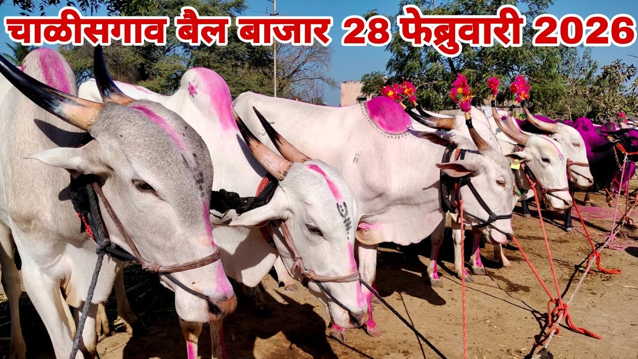 अनवर शेठ यांच्या दावणीला आल्या खतरनाक बैलजोड्या | चाळीसगाव बैल बाजार | chalisgaon bail bazar 