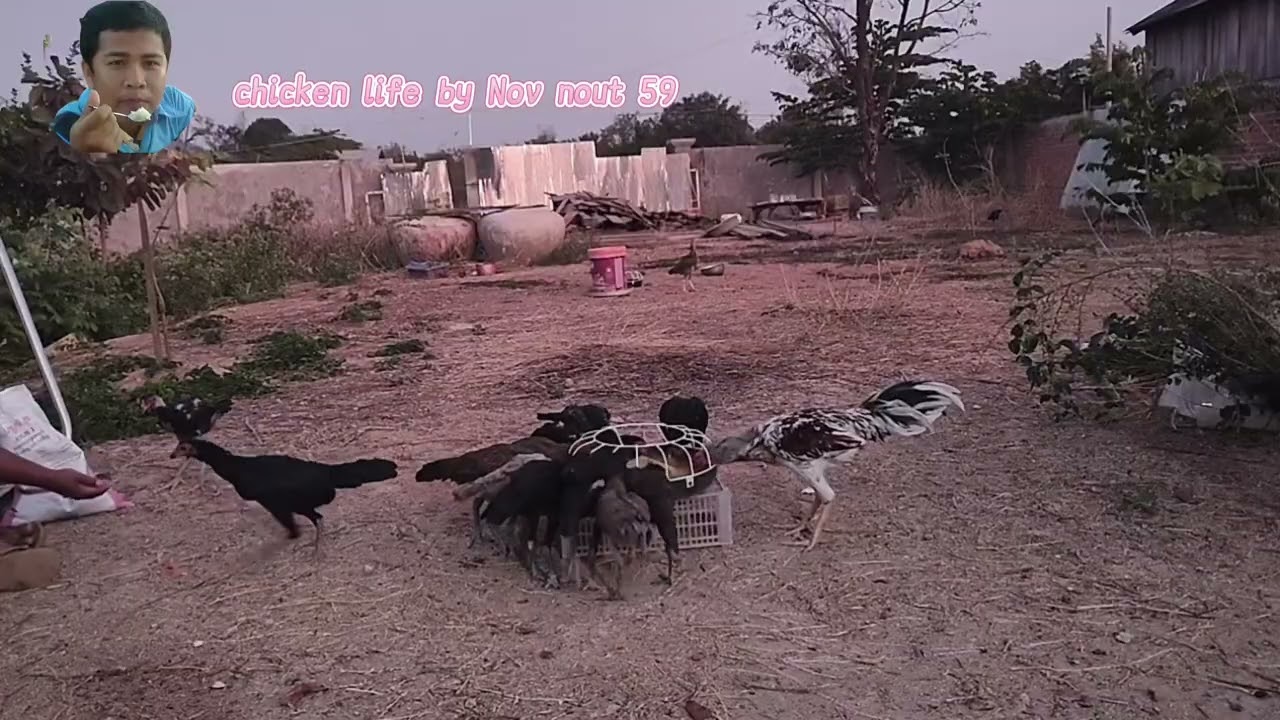 Giving Our Flocks Their Complete Chicken Feed 59
