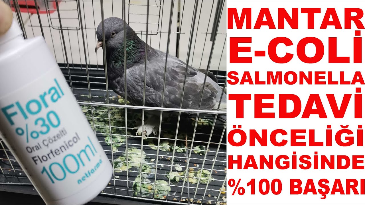 Mantar Tedavisi Gören Güvercin İyileşti Mi ? Güvercin Tedavisinde %100 Başarı Sırları