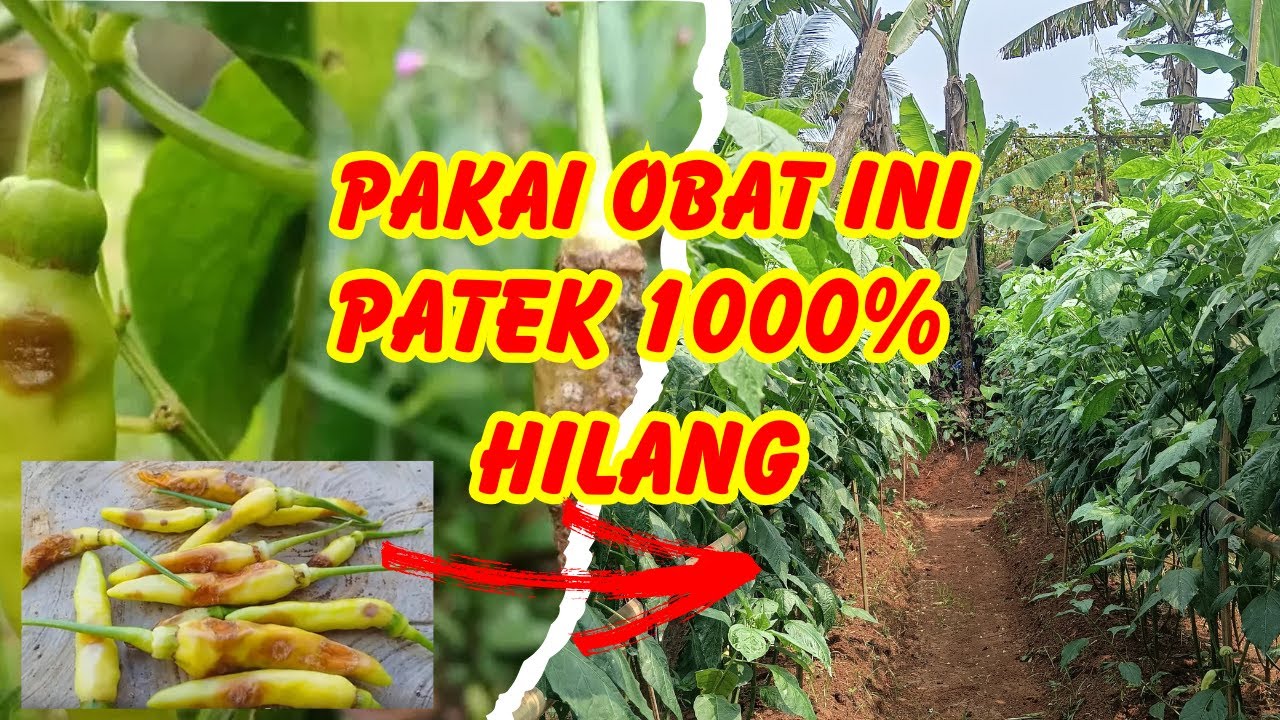 PERAWATAN CABE RAWIT MERAH AGAR TIDAK TERKENA PATEK..!!!