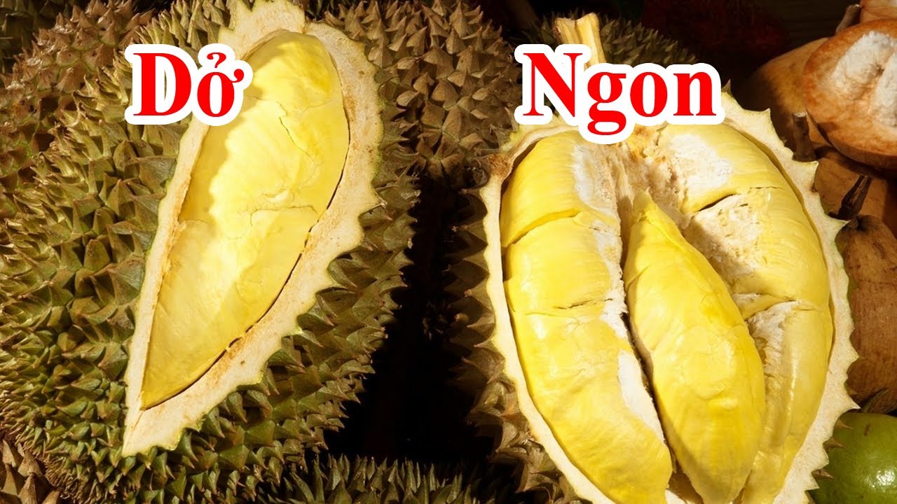 4 cách chọn sầu riêng ngon chuẩn nhất, cách chọn mua sầu riêng ngon nhất, bình điện