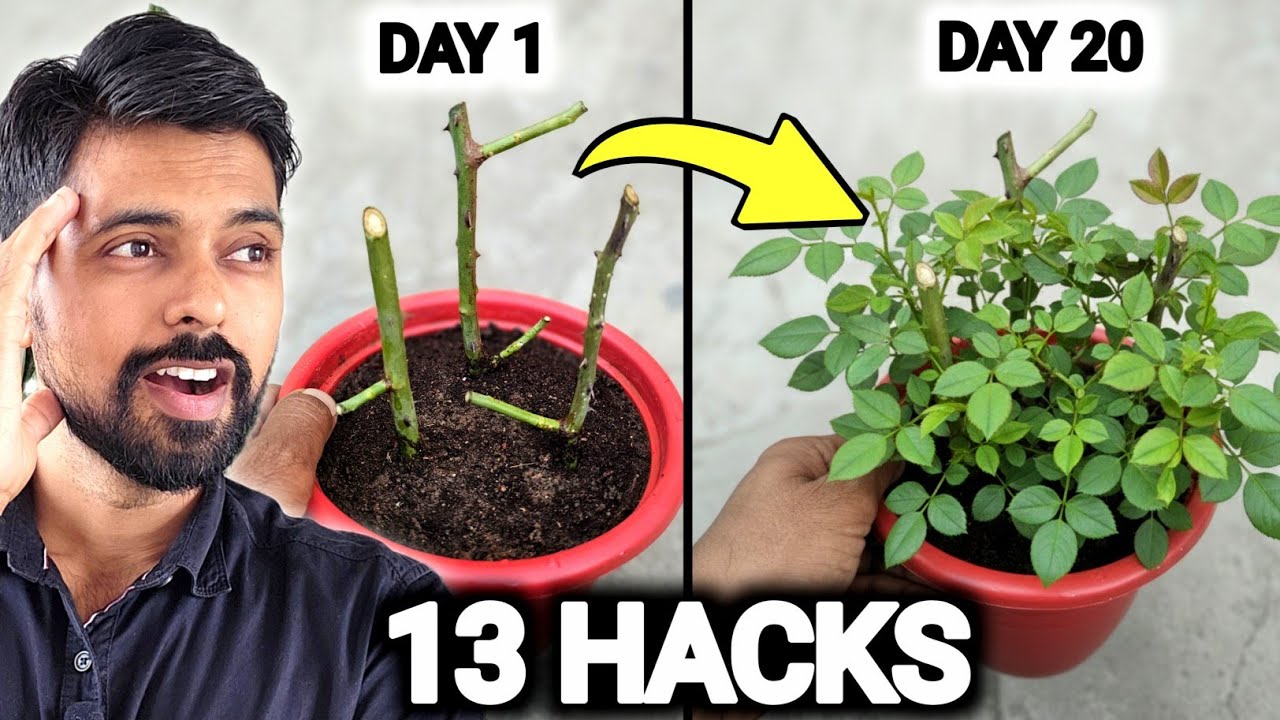 13 Method to Grow ROSE From Cuttings 🌹 