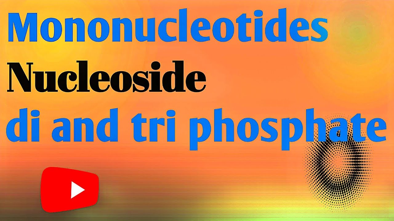 Part 04 Mononucleotides Nucleoside di and tri phosphate