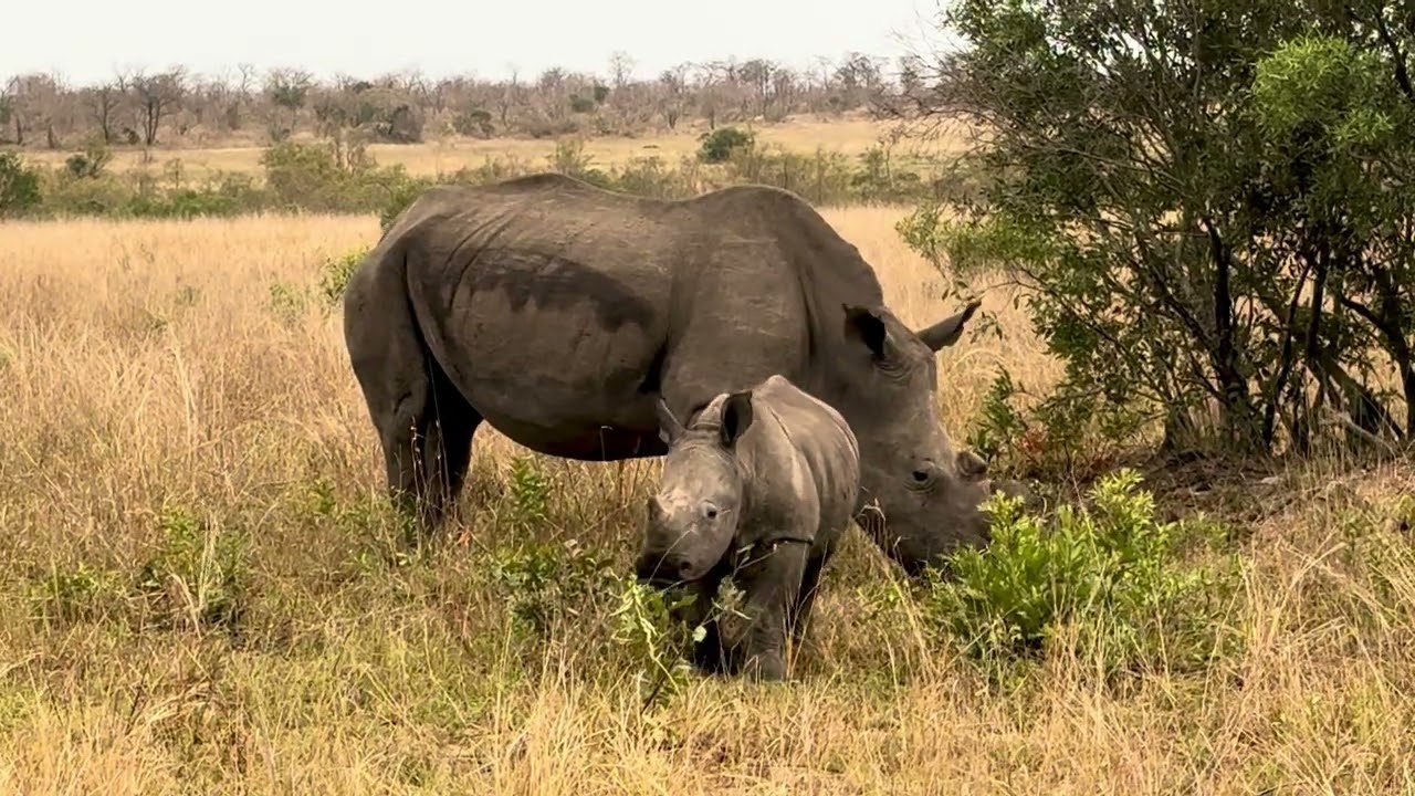 Mama Rhino and Baby in Sabi Sands (6279)