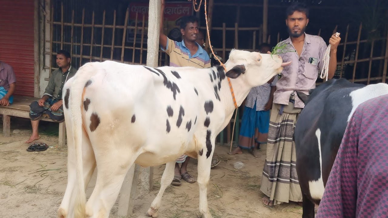@আজ ১০ মার্চ ২৬ | ফ্রিজিয়ান বকনা বাছুর গরুর দাম | আফতাবগঞ্জ হাট | দিনাজপুর 