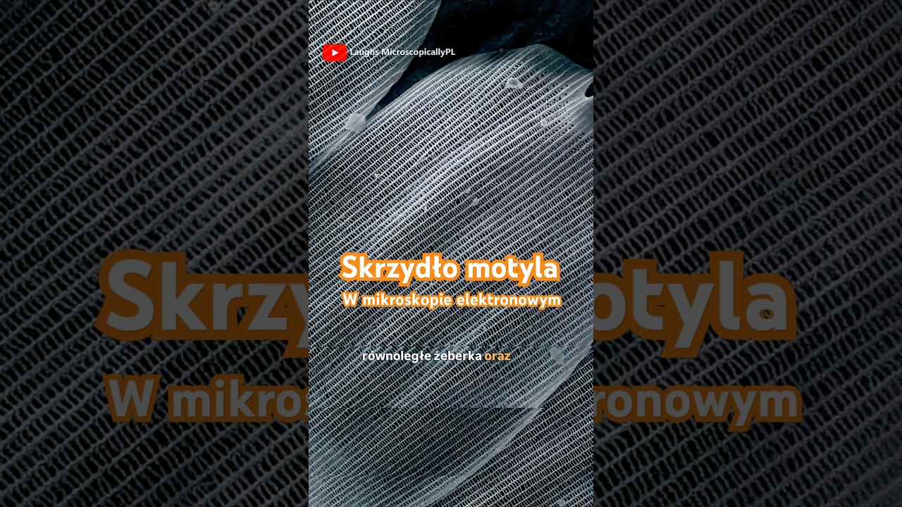 Skrzydło motyla w mikroskopie elektronowym.